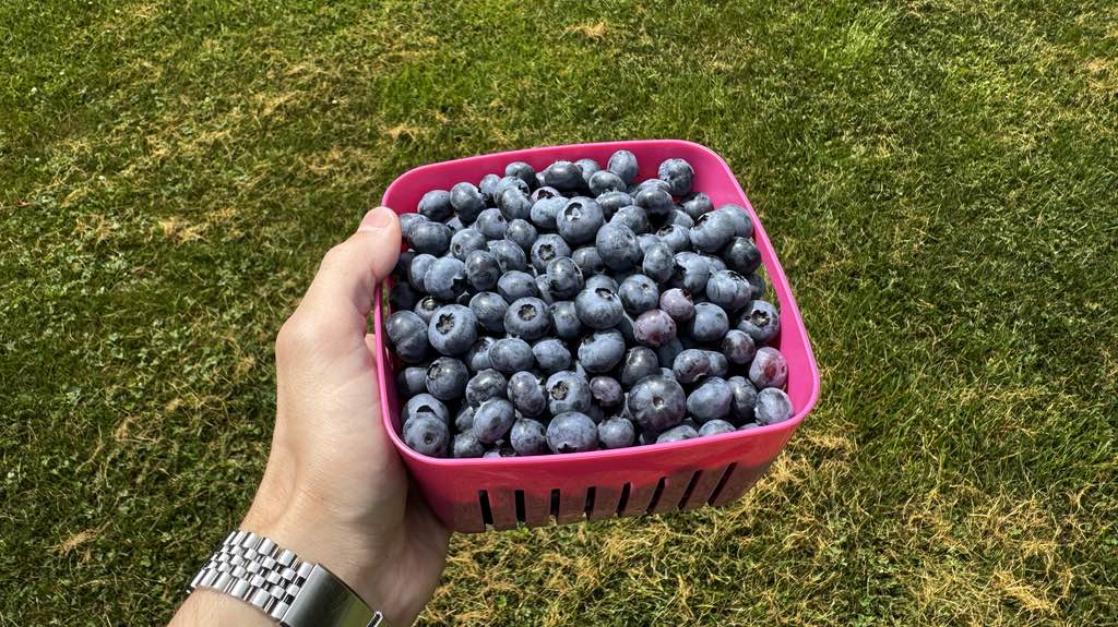 blueberries