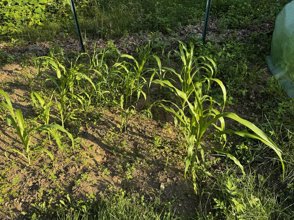corn