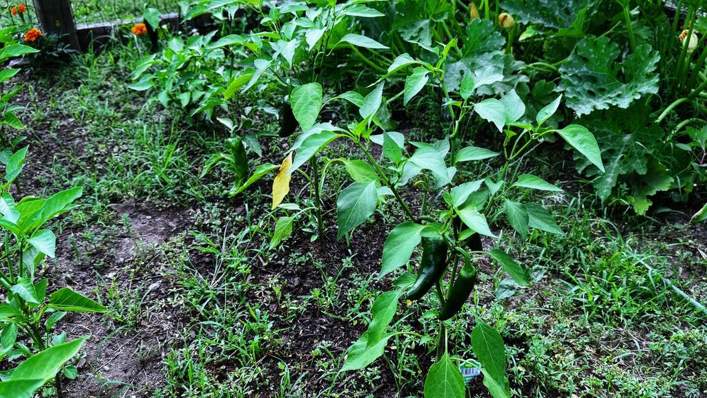 jalapeno