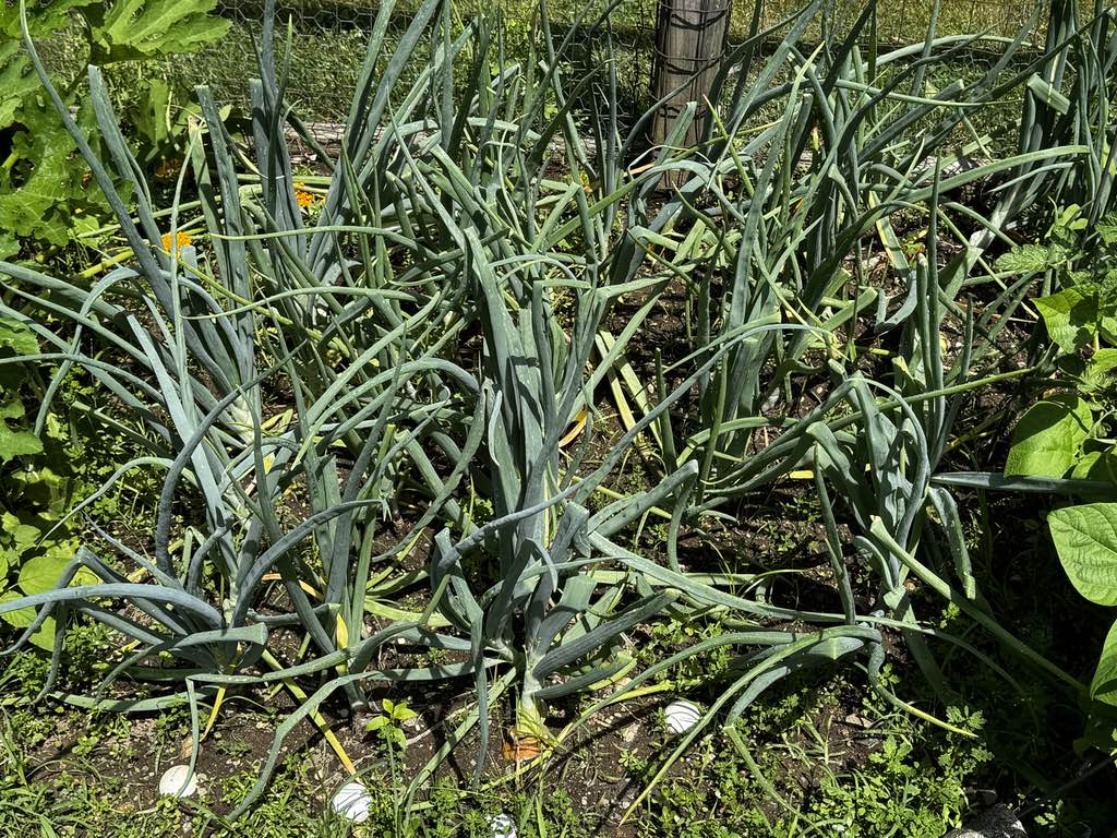 onions