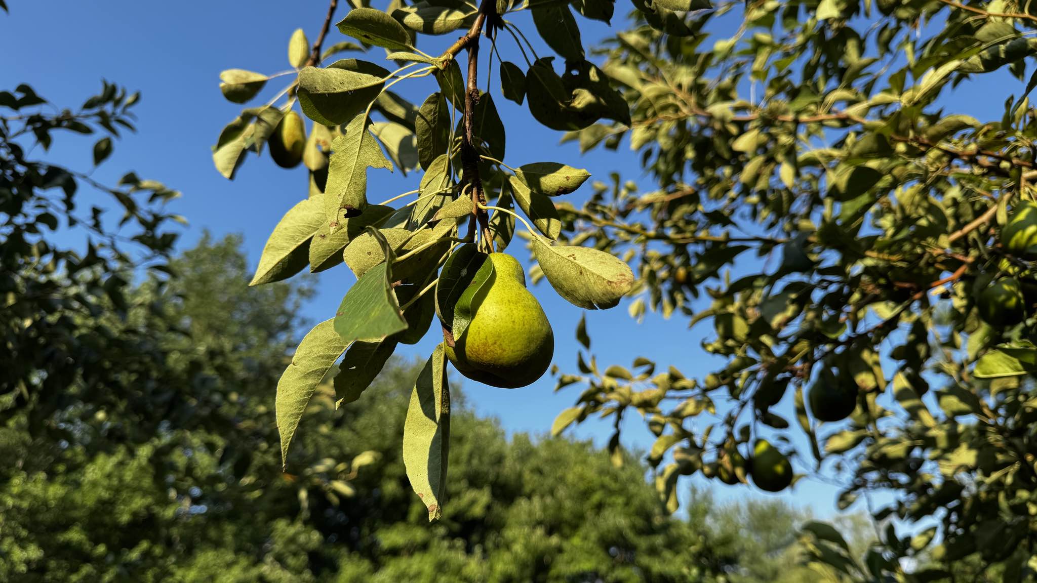 pear tree
