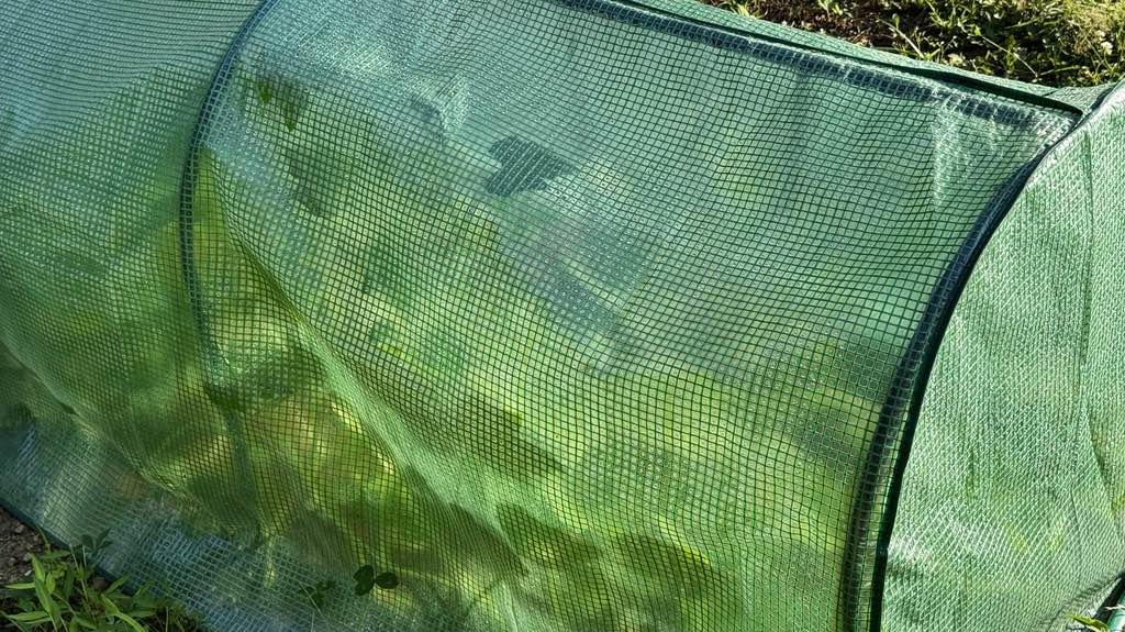 enclosed pumpkins