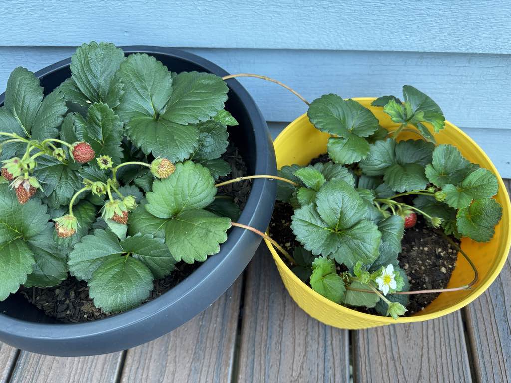strawberries