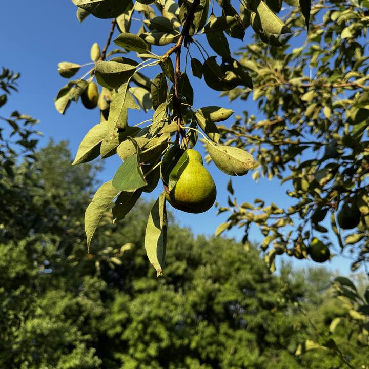 What's in the Garden? 2026 Edition.